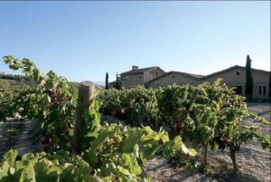 bodegas-y-vinedos-masaveu Bodegas y Viñedos de la Casa Masaveu