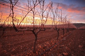 Viñedos del Campo de Borja