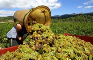 italia-cambio-climatico Viñedos Italianos en peligro por el cambio climático