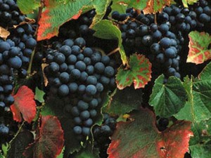 Variedad Malbec