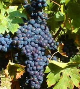 merlot