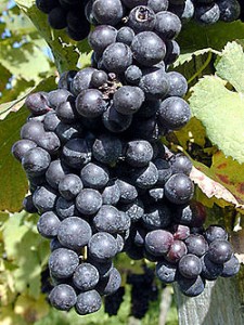 pinot-noir