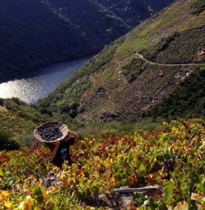 ribeira-sacra-vendimia