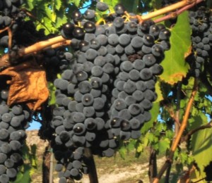 sangiovese