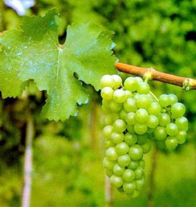 Sauvignon Blanc Sauvignon Blanc