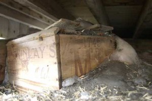 shackleton-whisky Las cajas de whisky de Shackleton