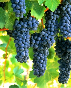 syrah
