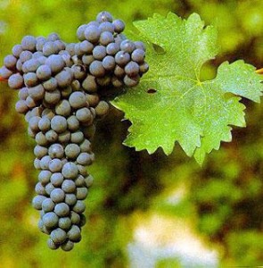Variedad Brancellao