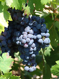variedad-juan-garcia1 Variedad Juan García