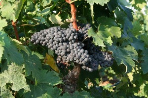 variedad-negroamaro Variedad Negroamaro