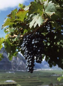 variedad-uva-teroldego Variedad Teroldego