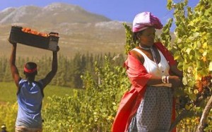 vendima-en-sudafrica Vendimia en Sudáfrica