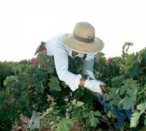 Vendimia en los viñedos de Bodegas Matarredonda