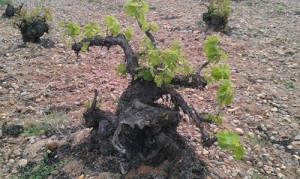 vides-javier-sanz-viticultor Vides de Bodegas Javier Sanz Viticultor