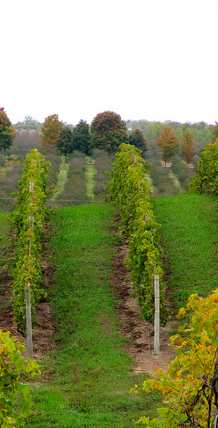 vinas-cultivo-organico Viñedos de cultivo orgánico