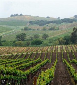 Finca La Mira (Bodegas y Viñedos Tamaral)