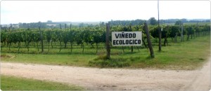 Viñedo Ecológico
