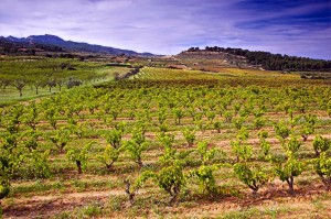 Viñedo D.O. Terra Alta