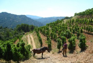 Viñedos en el Priorat de las Bodegas Álvarro Palacios