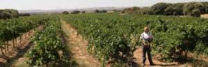 vinedos-montedemba Viñedos Montedemba