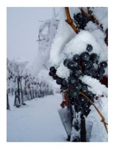 vino-hielo