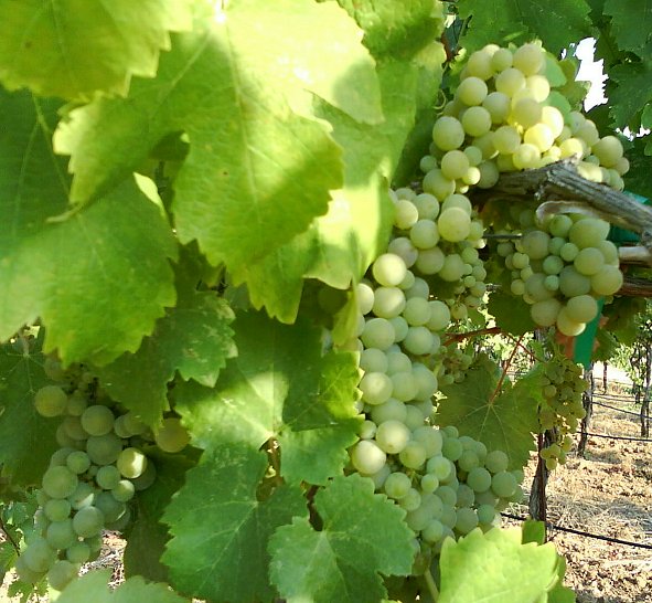 viognier Viognier