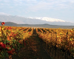 wineyards-golan-heights
